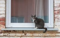 Gray cat siting on windowsill .