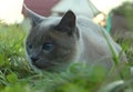 Gray cat sits with blue eyes sitting in the grass. In the foreground the grass is blurred, the background is blurred Royalty Free Stock Photo