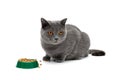 gray cat sits beside a bowl of food on a white background close-up Royalty Free Stock Photo