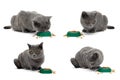 Gray cat sits beside a bowl of food on a white background Royalty Free Stock Photo