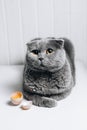 A gray cat sits with a cute look next to a broken egg. Big round yellow eyes.