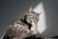 Gray cat sits and licks its paw in the light of the sun from the window Royalty Free Stock Photo