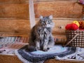 A gray cat sits next to a basket with several balls of red, yellow and white woolen threads against a log wall. The yarn is prepar