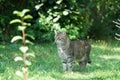 Gray cat sits in ths and waits for prey or what is coming Royalty Free Stock Photo