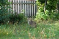 Gray cat sits in ths and waits for prey or what is coming Royalty Free Stock Photo