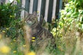 Gray cat sits in ths and waits for prey or what is coming Royalty Free Stock Photo