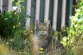 Gray cat sits in ths and waits for prey or what is coming Royalty Free Stock Photo