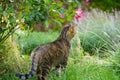 Gray cat sits in ths and waits for prey or what is coming Royalty Free Stock Photo