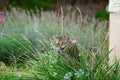 Gray cat sits in ths and waits for prey or what is coming Royalty Free Stock Photo