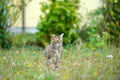 Gray cat sits in ths and waits for prey or what is coming Royalty Free Stock Photo