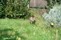 Gray cat sits in ths and waits for prey or what is coming Royalty Free Stock Photo