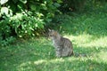 Gray cat sits in ths and waits for prey or what is coming Royalty Free Stock Photo