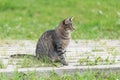 Gray cat sits on a walking path in the park and looks away