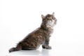 A gray cat sits on a white background looking up to the side. Royalty Free Stock Photo