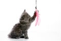 A gray cat sits on a white background playing with bait. copyspace Royalty Free Stock Photo