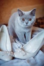 The cat with the bride shoes