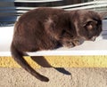 A gray cat sits on a window sill instreet. Basking in the sun in the yard, horizontal photo Royalty Free Stock Photo