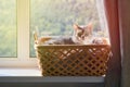 A gray cat is sitting in a basket by the window in the rays of sunlight. Pet on the windowsill in the sun Royalty Free Stock Photo