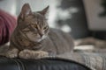 Gray cat sitting on the bed Royalty Free Stock Photo