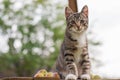 Gray cat sitting on a bench in the garden