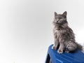 gray cat sitting on a blue chair in a white background Royalty Free Stock Photo