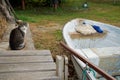 Gray cat sitting on a footbridge on the shore