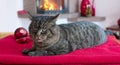 Gray Cat lies on red pillows near fireplace with flame. Royalty Free Stock Photo