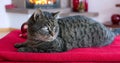 Gray Cat lies on red pillows near fireplace with flame. Royalty Free Stock Photo