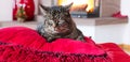 Gray Cat lies on red pillows near fireplace with flame. Royalty Free Stock Photo