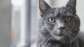 A gray cat sitting in front of a window. Suitable for pet and home decor concepts Royalty Free Stock Photo