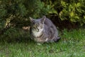 Gray cat sitting in garden grass and watching towards camera Royalty Free Stock Photo