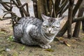 Gray cat sitting on meadow watching her area Royalty Free Stock Photo