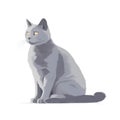 a gray cat sitting on a white background looking at the camera with a sad look on its face and eyes, with one paw on the other Royalty Free Stock Photo