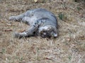 gray cat is sleeping on dry grass Royalty Free Stock Photo