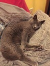 Gray cat sleeping inside on a blanket Royalty Free Stock Photo