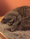 Gray cat sleeping inside on a blanket Royalty Free Stock Photo