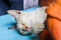 Gray cat sleeping outdoor on a bench wooden cyan. Select focus