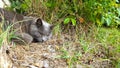 Gray cat sleeping in rural garden. Royalty Free Stock Photo