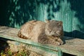 Gray cat sleeping on a wooden board at the green wall of the house on the street Royalty Free Stock Photo