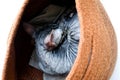 Gray cat sleeps in a basket. Breed Cornish Rex. Top view, isolated.