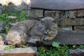 Gray cat sleeps on a brick threshold near the house