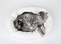 gray cat sleeps in a couch top view isolated on white Royalty Free Stock Photo