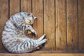 Gray cat sleeps in a crescent position on a wooden floor Royalty Free Stock Photo