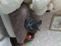 Gray cat sleeps on a soft beige pillow Royalty Free Stock Photo