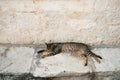 The gray cat slumbers on a ledge against the wall, stretched out to its full height. Royalty Free Stock Photo
