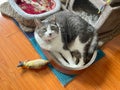 Gray cat in a small wicker basket, with a goldfish toy beside it Royalty Free Stock Photo