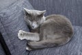 Gray cat on a sofa Royalty Free Stock Photo