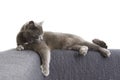 Gray cat on a sofa Royalty Free Stock Photo