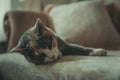 Gray cat on sofa