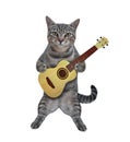 Cat gray stands with acoustic guitar Royalty Free Stock Photo